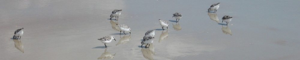 A group of tiny gulls digging for food in the wet sand.